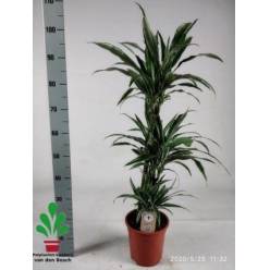 P. Dracena Hol. Warneckei  21/105cm 3-tall. ( 45-80-105 )