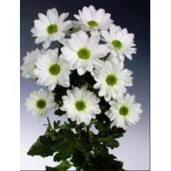 Margarita Hol. Bacardi Ilonka 95gr Bl.