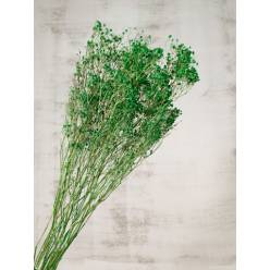 Paniculata Seca Verde 80cm (10 Tallos)