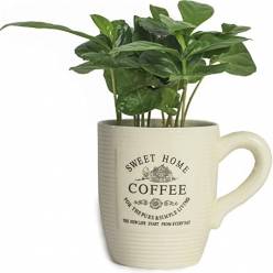 P. Coffea Arabica  9/20cm "CC12)
