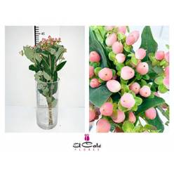 Hypericum Ecu. Sweet Romance 40cm "T25" Rs.