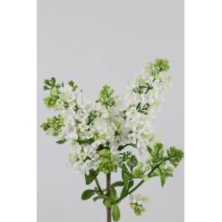 Lilas White Wonder 50cm 2bl