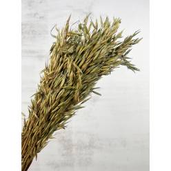 Bouquet Avena Seca Verde 60cm 75g