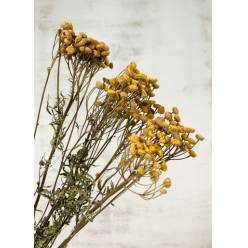 Tanacetum Boton Seco Amarillo 30g 60cm
