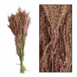 Miscanthus Seco Natural 75cm (10 Tallos)