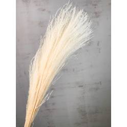 Miscanthus Seco Blanco 75cm (10 Tallos)