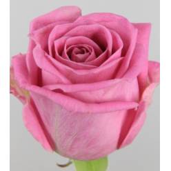 Rosa Hol. Aqua 40cm