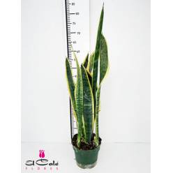 P. Sanseviera Laurentii Nac. 17/60cm x6