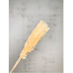 Plumas Pampa Jaxx Nature Seco Crema 65-75cm (6 Tallos)
