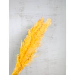 Plumas Pampa Mace Nature Seco Amarillo 115cm (3 Tallos)