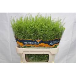 Lepidium Thlaspy Green Bell 80cm 40gr "T25"