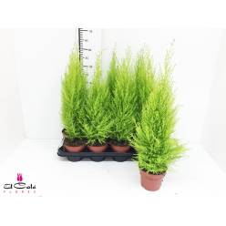 P. Cupressus Ma Gold Wilma 14/65cm x7