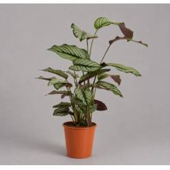 P. Calathea White star  19/80cm x3