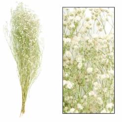 Paniculata Seca Blanca 55cm 30g