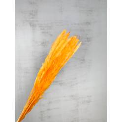 Plumas Pampa Mace Nature Naranja 65-75cm (10 Tallos)