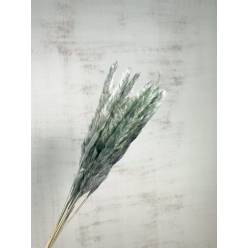 Plumas Pampa Mace Nature Verde Botella 65-75cm (10 Tallos)