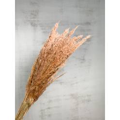 Plumas Reed Long Kyan Seco Rosa Claro 75cm 70g