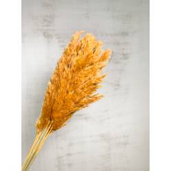 Plumas Reed Long Kyan Seco Ocre 75cm 70g