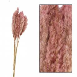 Plumas Reed Long Kyan Seco Rosa 75cm 70g