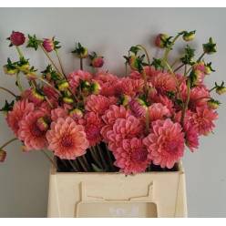Dalia Hol. Doris Duke rosa 40cm "CC60"