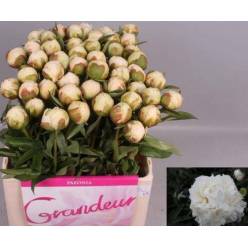 Peonia Hol. Bowl Of Cream 60cm x5 "AAA"