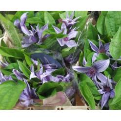 Clematis Amazing Havana 50cm Mal.