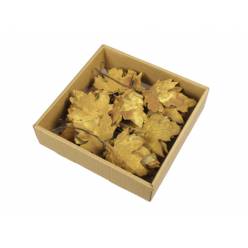 Caja de Hojas de Arce Mostaza (24uds)
