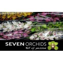 Cymbidium Mixta 80cm "Seven O."