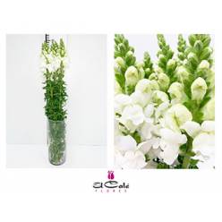 Antirrhinum Hol. Antibes White 80cm
