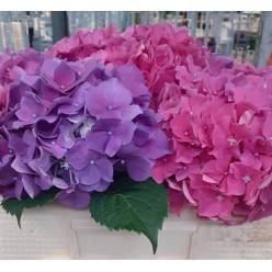 Hortensia Hol. M Cassanova 50cm �16/18 Rosa-Malva