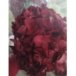 Hortensia Select Tint. Granate 60cm 15/16