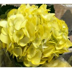 Hortensia Select Tint. Amarilla 60cm �15/16