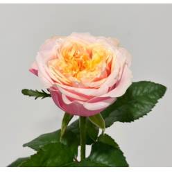 Rosa Hol. Notting Hill 60cm rs.