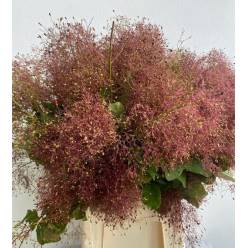 Cotinus Italia 65cm 200gr
