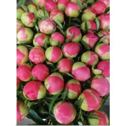 Peonia Coral Sunset 60cm "AAA "