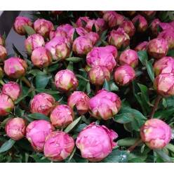 Peonia Hol. Dr. Fleming 60cm "AAA" x5 Fucsia