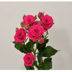 Ramificada Pink Yo-yo 50cm Fux.