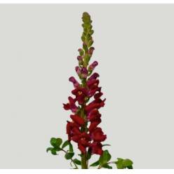 Antirrhinum Hol. Avignom Da Red 80cm