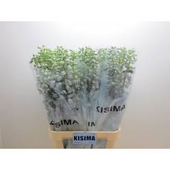 Delphinium Hol. El Guard Lavandel 100cm "T10"