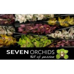 Cymbidium Mixta 60cm " Seven O.  "