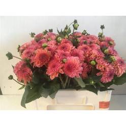 Dalia Hol. Dec Sebastian 50cm x10