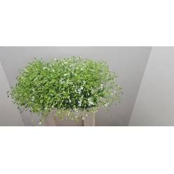 Saponaria Ov White 50cm x10