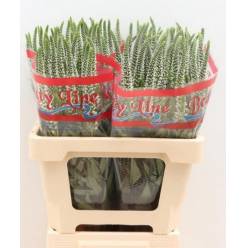 Veronica Skyler white 55cm Bl