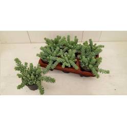 P. Sedum Burrito "Caja" 11/15cm "CC6"