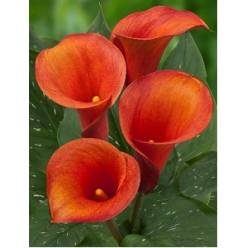 Calla Captain Odeon 45cm