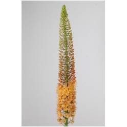 Eremurus Hol. Cleopatra 125cm x5 45cm Esp.