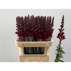 Antirrhinum Hol. Poto Red 80cm