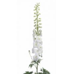 Delphinium Hol. El Guard White 90cm "T10"