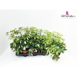 P. Schefflera Ar Gerda 13/45cm x8