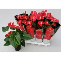 P. Anthurium An Madural 14/55cm x8  5-Flores